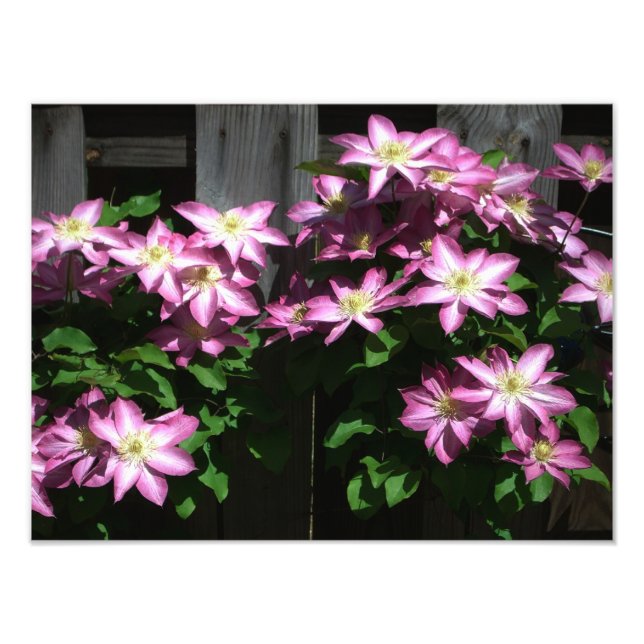 Climbing Clematis Purple Spring Flowers Photo Print (Front)