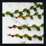 Climbing Fig  Poster<br><div class="desc">Climbing fig on your choice of photo paper ; photo by becky nimoy</div>