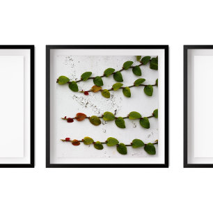 Climbing Fig Vine Ombre Photography Poster