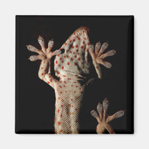 Climbing Gekko Magnet