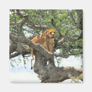 climbing lion magnet