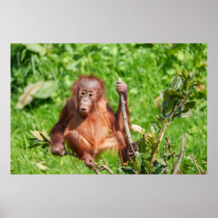 Climbing Orangutan Baby Poster