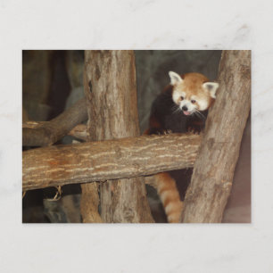 Climbing Panda Postcard