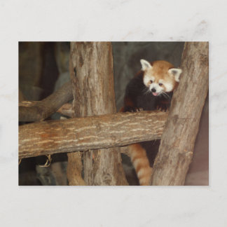 Climbing Panda Postcard