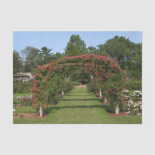 Climbing Rose Arch Elizabeth Park Garden Hartford Tissue Paper