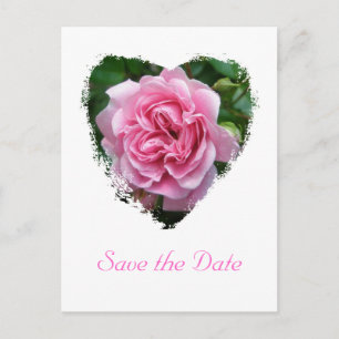 Climbing Rose Coordinating Items Announcement Postcard