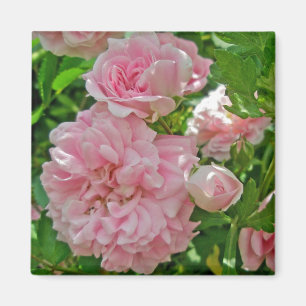 Climbing Rose Magnet