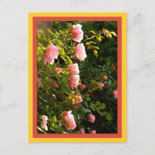 Climbing roses coral postcard