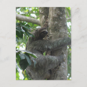 Climbing Sloth Postcard