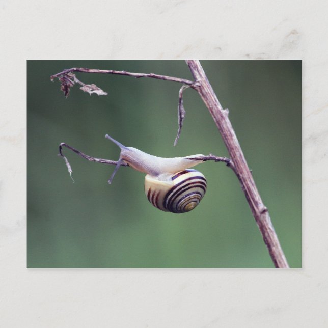Climbing snail postcard (Front)