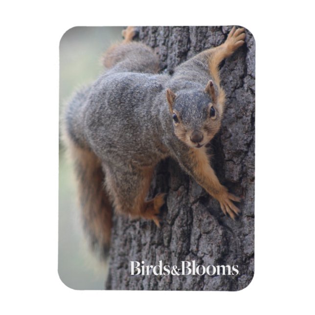 Clinging Squirrel Magnet (Vertical)
