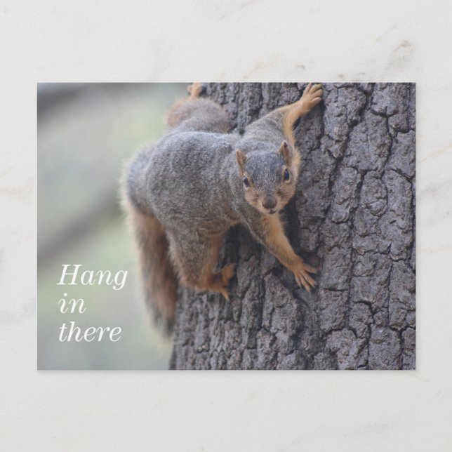 Clinging Squirrel Postcard (Front)