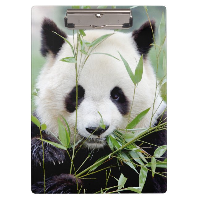 Clipboard  Photo giant panda , animals 0127. (Front)