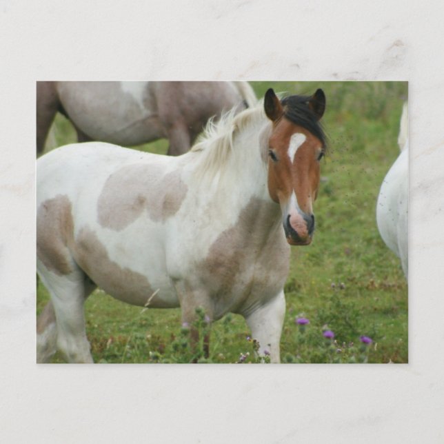 Clipped Paint Horse Postcard (Front)
