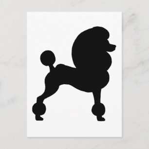Clipped Standard Poodle Postcard