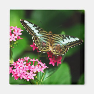 Clipper on Pentas 1 Magnet