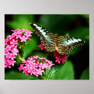 Clipper on Pentas 1 Print