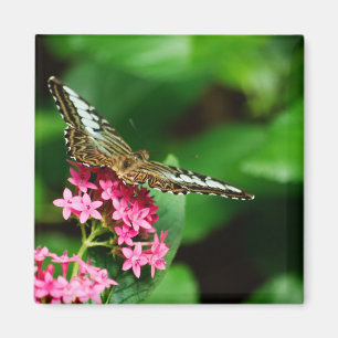 Clipper on Pentas 2 Magnet