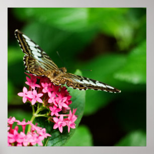 Clipper on Pentas 2 Print