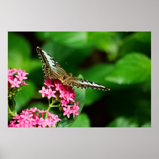 Clipper on Pentas 2 Print (Front)