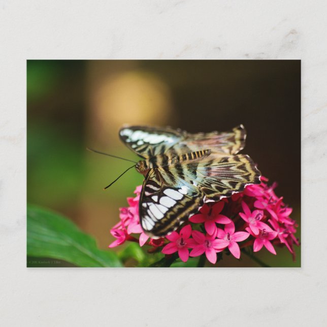 Clipper on Pentas 3 Postcard (Front)