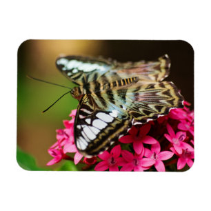 Clipper on Pentas 3 Premium Magnet