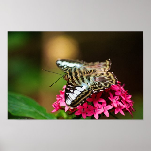 Clipper on Pentas 3 Print (Front)
