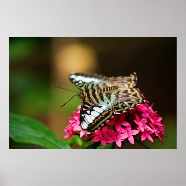 Clipper on Pentas 3 Print (Front)