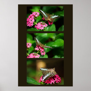 Clipper on Pentas (Portrait) Print
