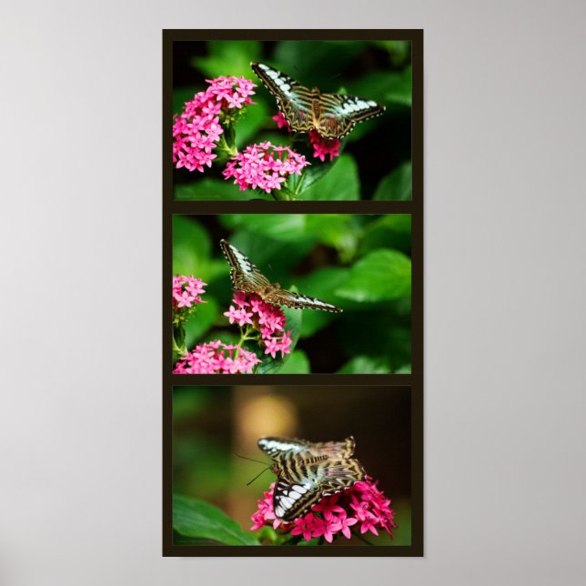 Clipper on Pentas (Portrait) Print (Front)