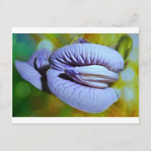 Clitoria Postcard
