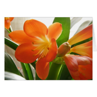 Clivia #1