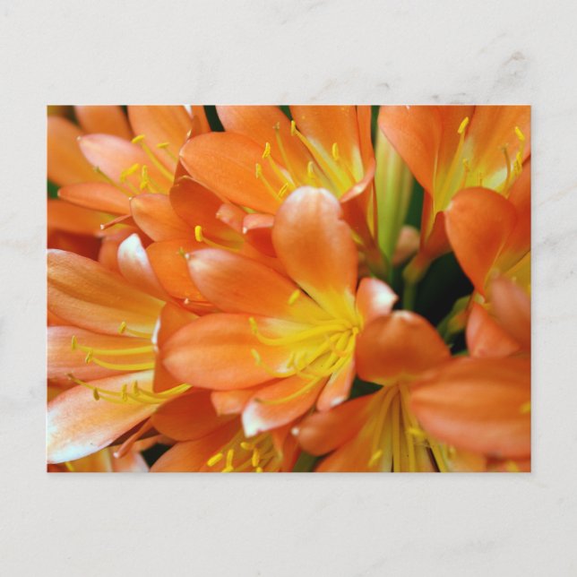 Clivia Miniata Postcard (Front)