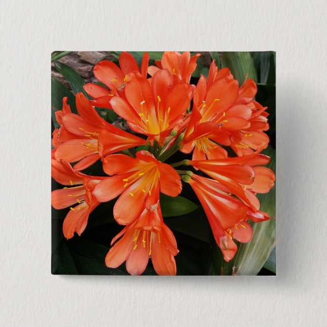 Clivia Miniata - The Orange Beautiful Flower 15 Cm Square Badge (Front)