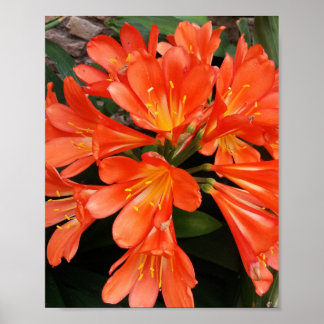 Clivia Miniata - The Orange Beautiful Flower Poster