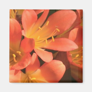 Clivias Plant Magnet