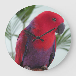 Clock beautiful Eclectus parrot red female pet
