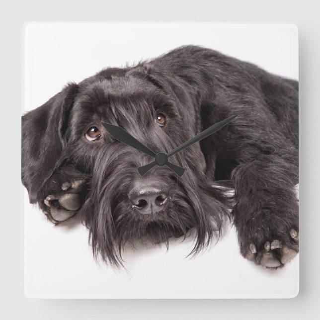 Clock Giesenschnauzer (Front)
