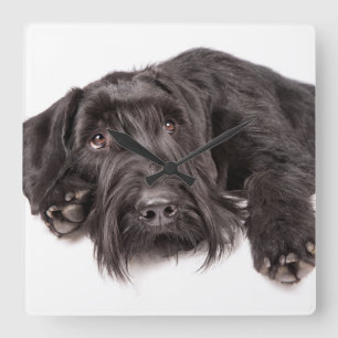 Clock Riesenschnauzer