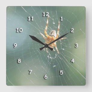 Clock - Spider on Web