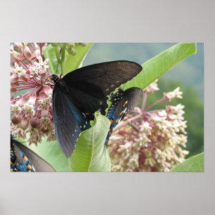 Close Beauty on the Blue Ridge Parkway. Poster