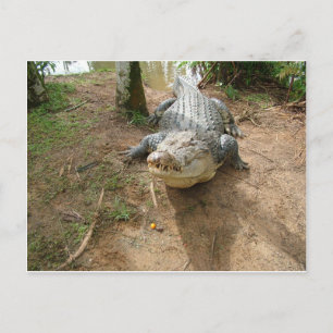 Close Call Postcard