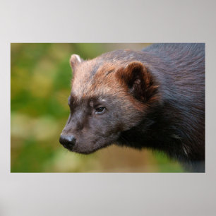 Close Encounter with Wolverine Poster