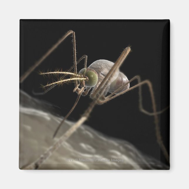 Close up 3d mosquito biting magnet (Front)