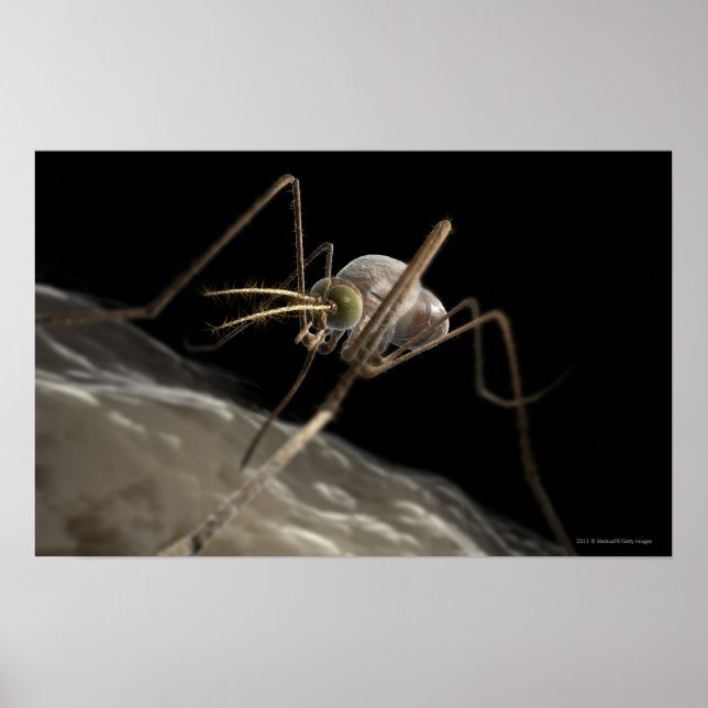 Close up 3d mosquito biting poster (Front)