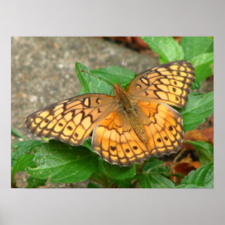 Close Up Butterfly Poster