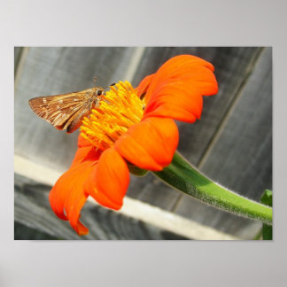 Close Up Butterfly Poster