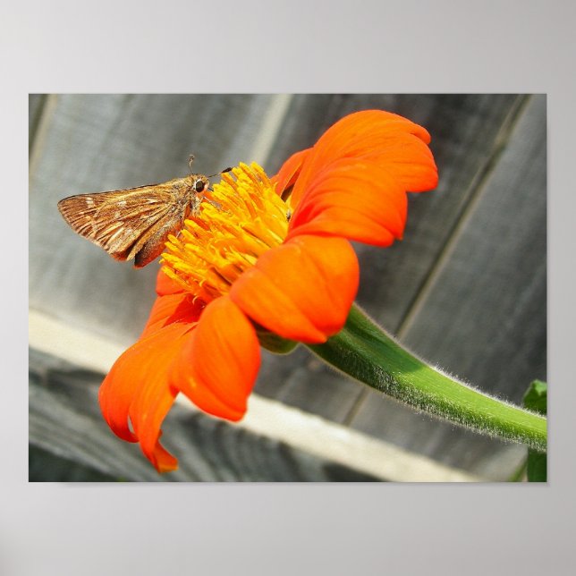 Close Up Butterfly Poster (Front)