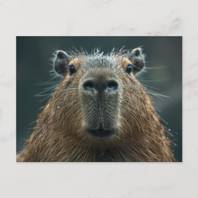 Close-Up Capybara Portrait Postcard (Front)