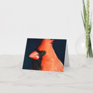 "Close-Up" (Cardinal) - Blank Note Card